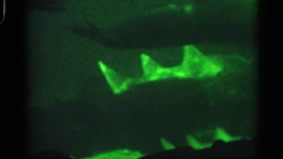 1958 Alabama 8mm frame with a shark-like marine silhouette lit in green against a dark underwater background.