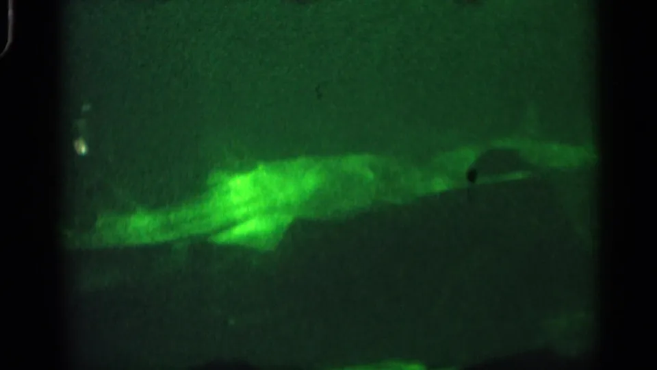 1958 Alabama 8mm frame showing a large fish or shark-like body moving through green-tinted water near the lower frame.