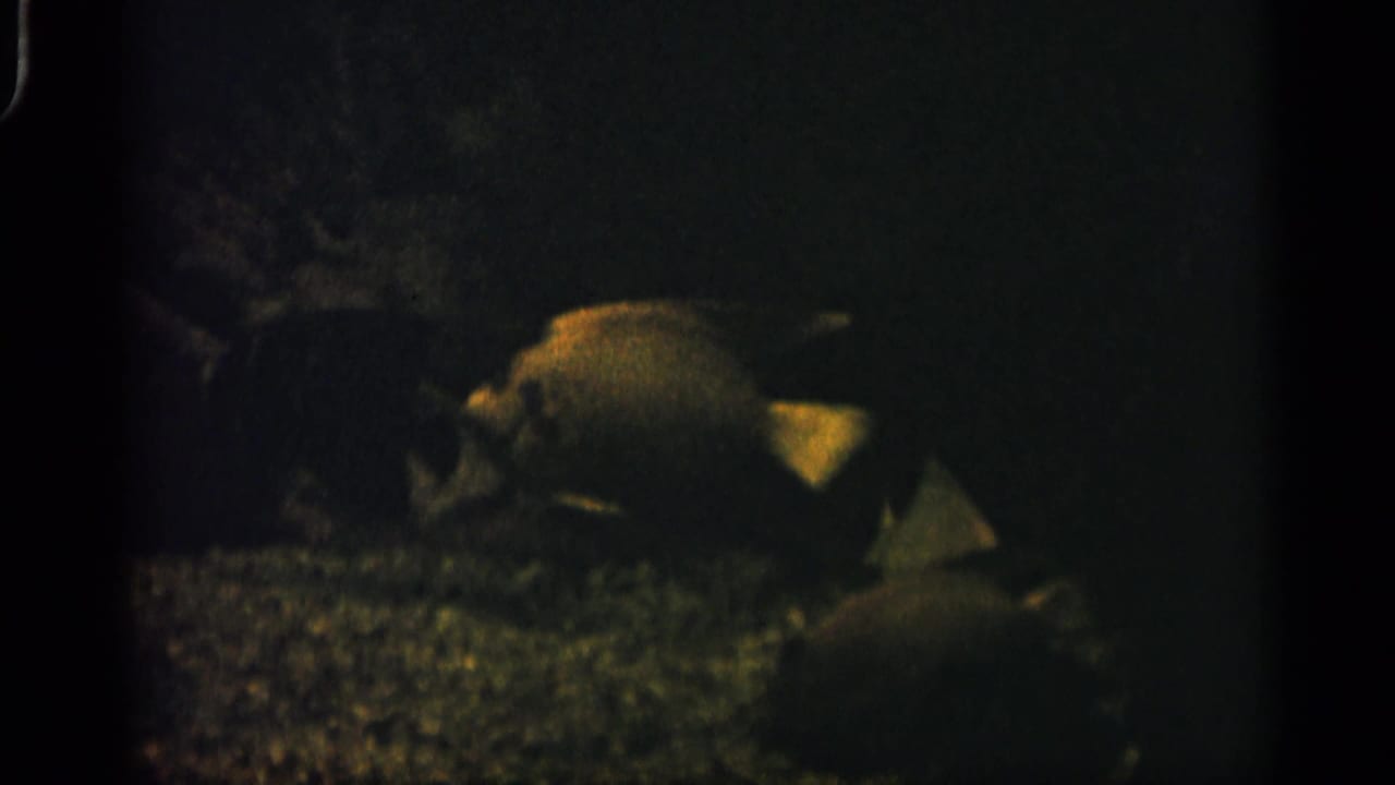 In this 1958 Alabama 8mm frame, a fish appears in dim aquarium water above gravel and indistinct rock or coral-like forms.