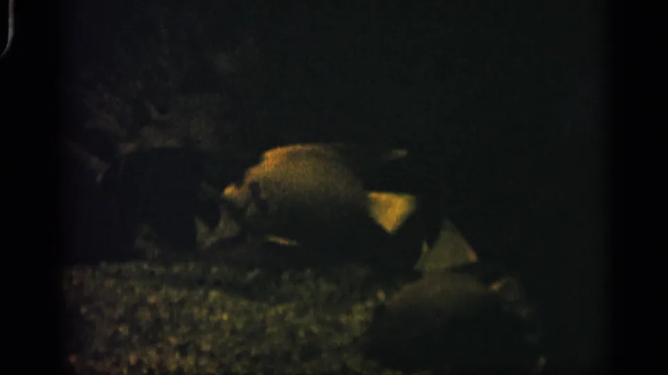 In this 1958 Alabama 8mm frame, a fish appears in dim aquarium water above gravel and indistinct rock or coral-like forms.
