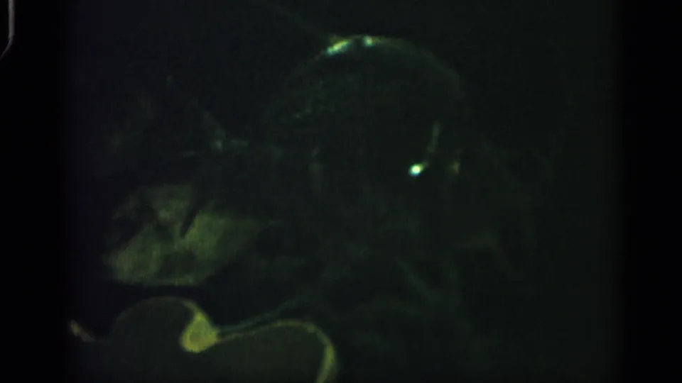 A fish or large aquatic silhouette moves through green-tinted darkness in this soft, grainy 1958 Alabama aquarium frame.