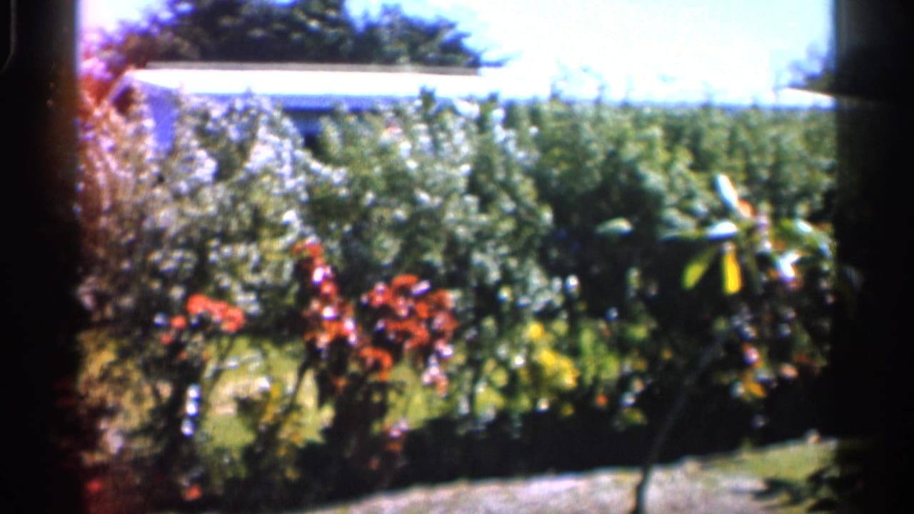 1958 Alabama home-movie frame showing a sunlit garden with dense green shrubs, red flowers, and a bright sky.