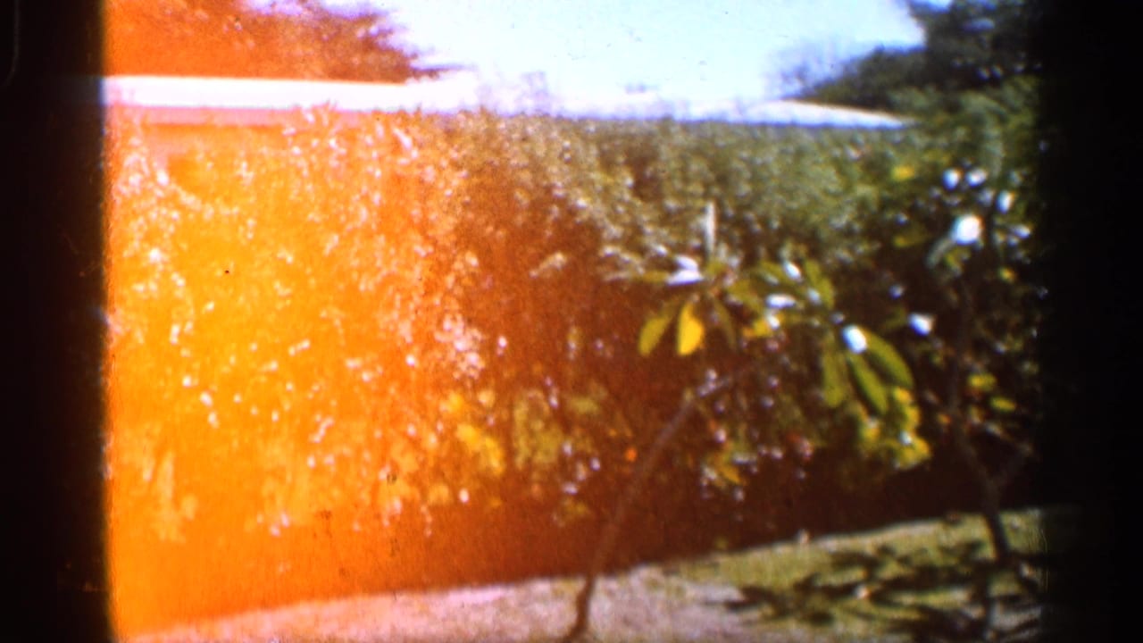 1958 Alabama garden view with wind-blown foliage, bright sky, and an orange film exposure flare.