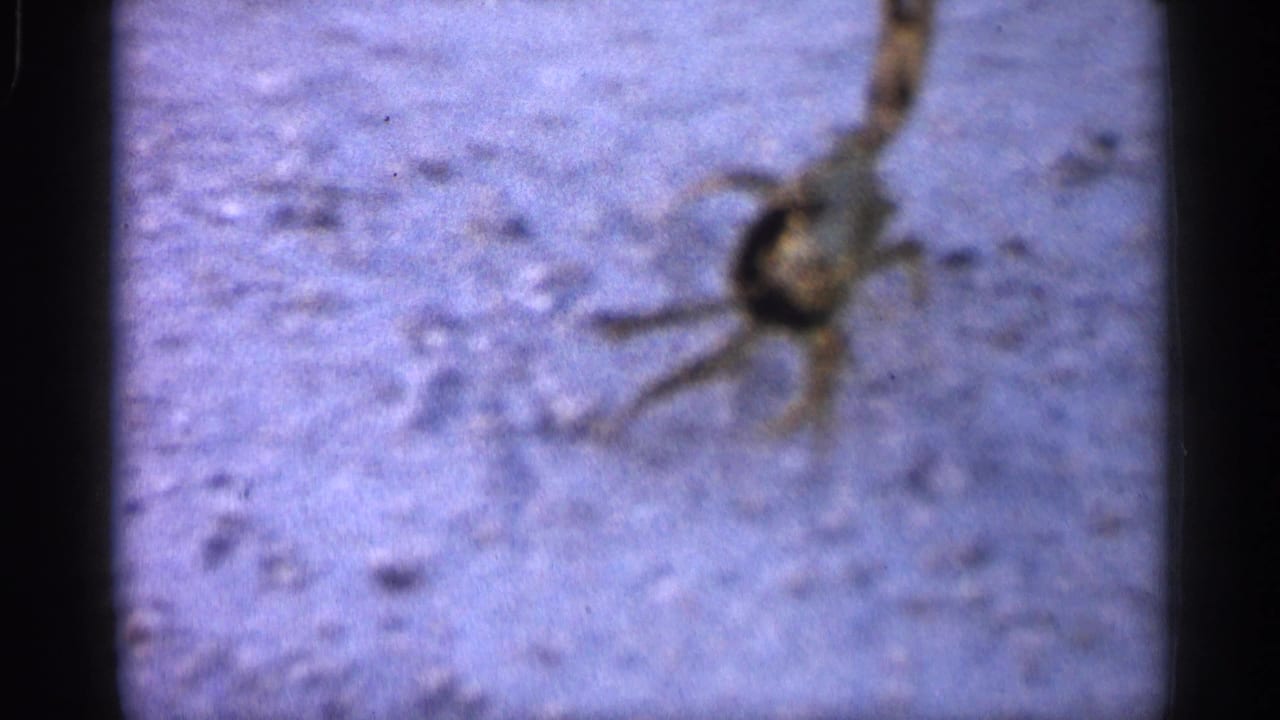 In 1958 Alabama beach footage, a crab appears on sand with raised legs, framed by dark film edges and soft color.