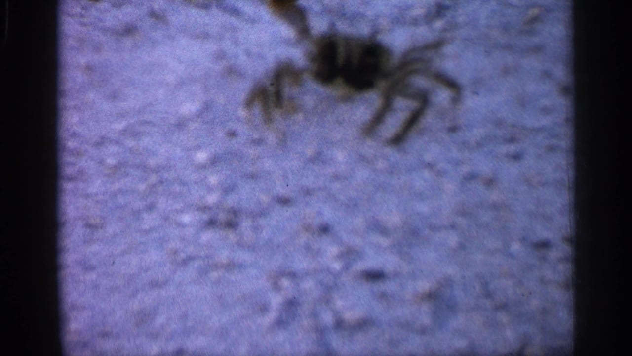 A crab moves across sandy ground in the 1958 Alabama home-movie frame, with soft focus and visible film borders.