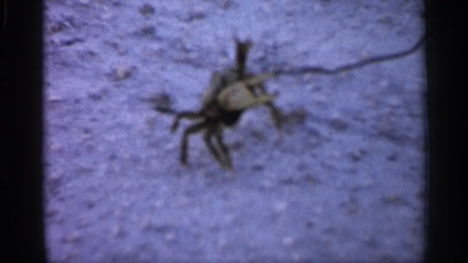 A crab stands on sandy beach ground near a thin stick or line, shown in soft 1958 Alabama 8mm footage.