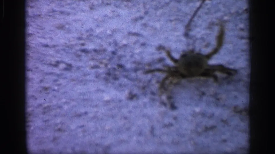 A crab holds its legs out on sandy ground as a thin stick-like object enters the 1958 Alabama beach frame.