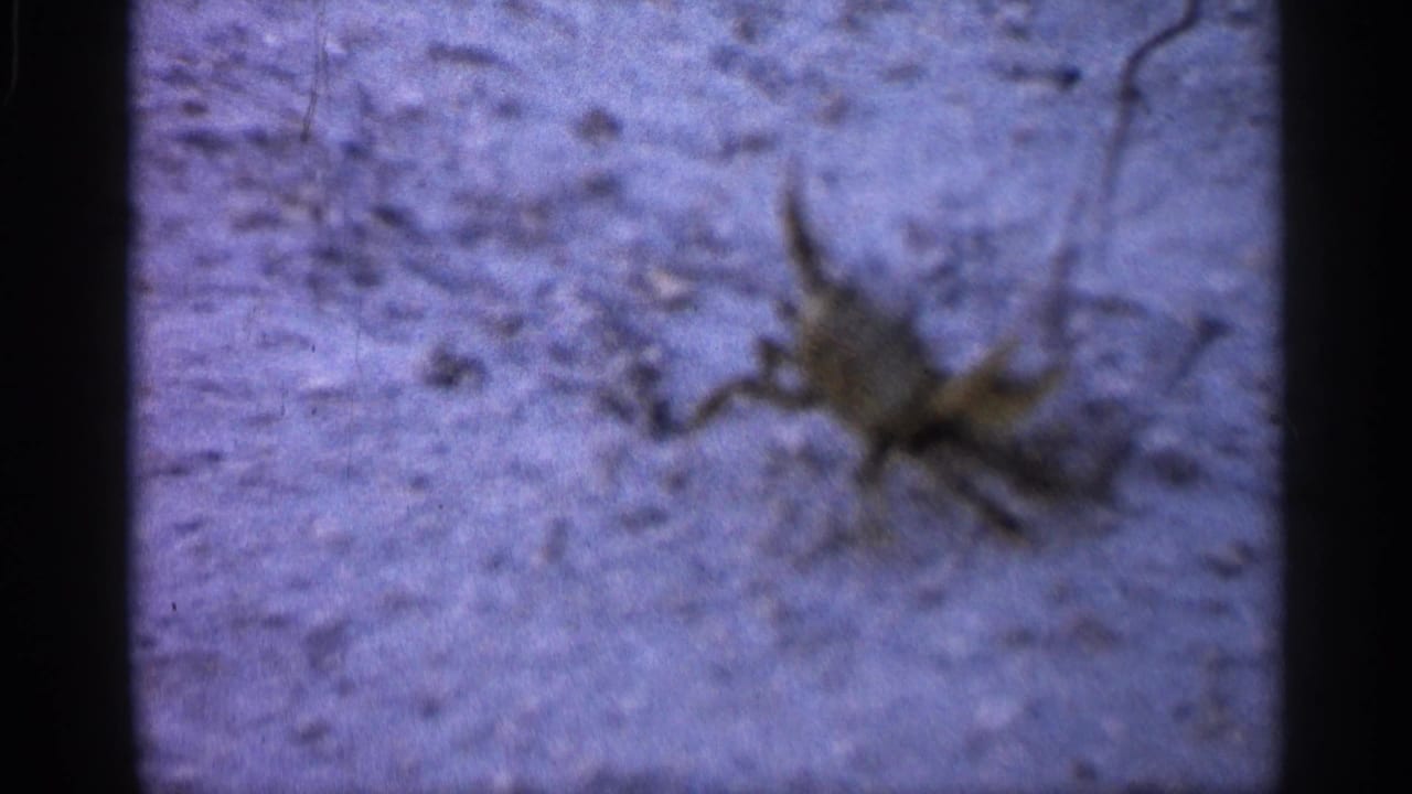 Soft-focus crab on sandy ground with claws raised.