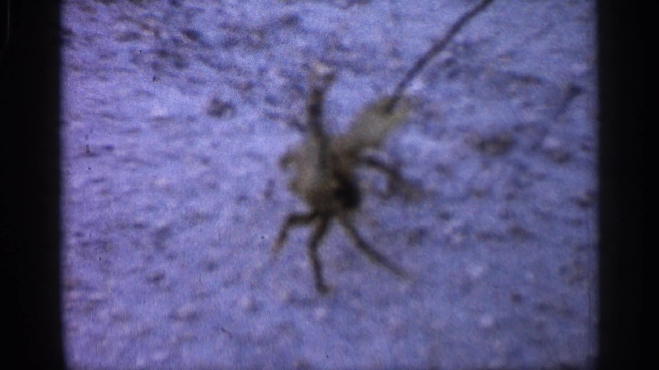 A small crab appears on sandy ground with a raised claw, recorded in soft-focus 8mm color footage.