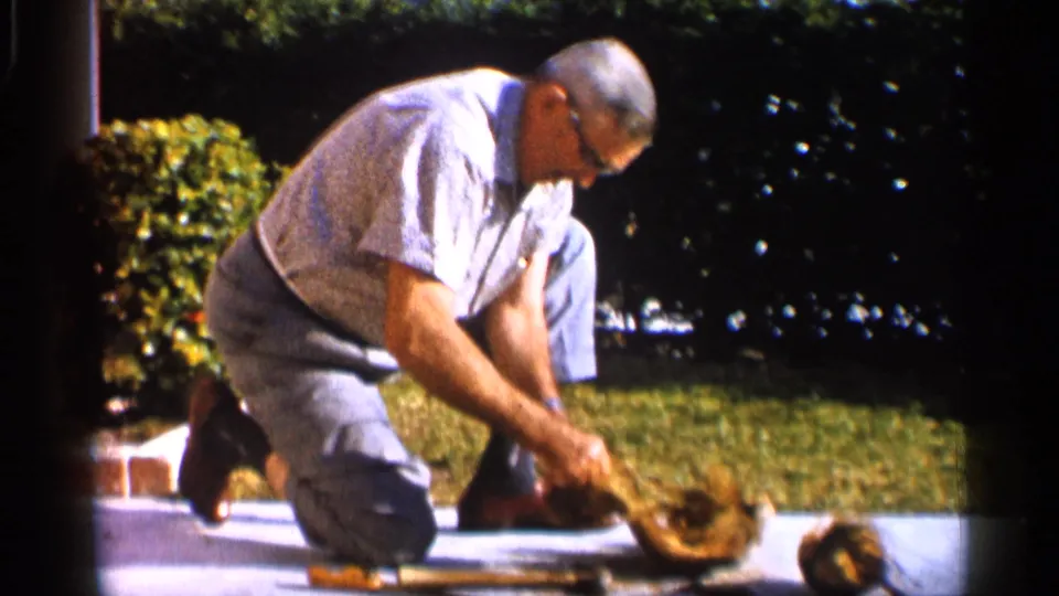 A man in glasses crouches over the coconut on the driveway, framed by lawn, shrubs, and sunlit mid-century home-movie color.