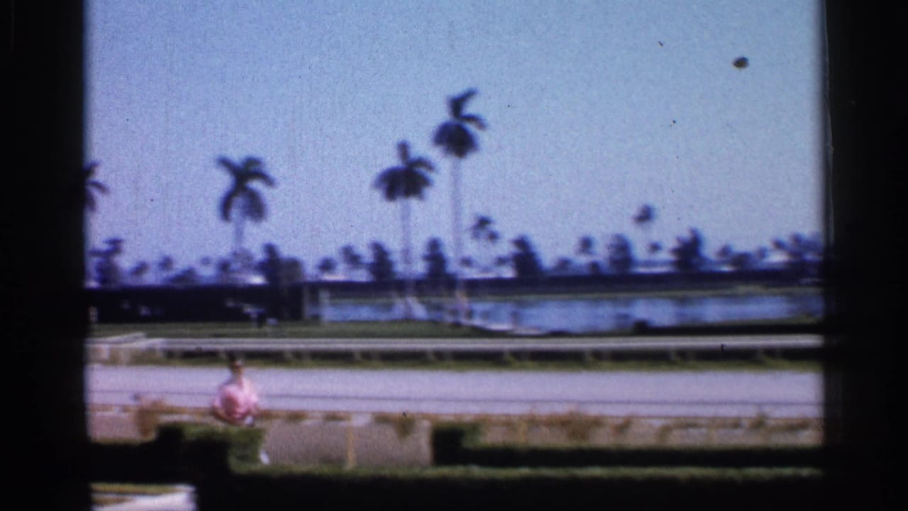 Palm-lined racetrack beside water with a distant person in pink near the rail.