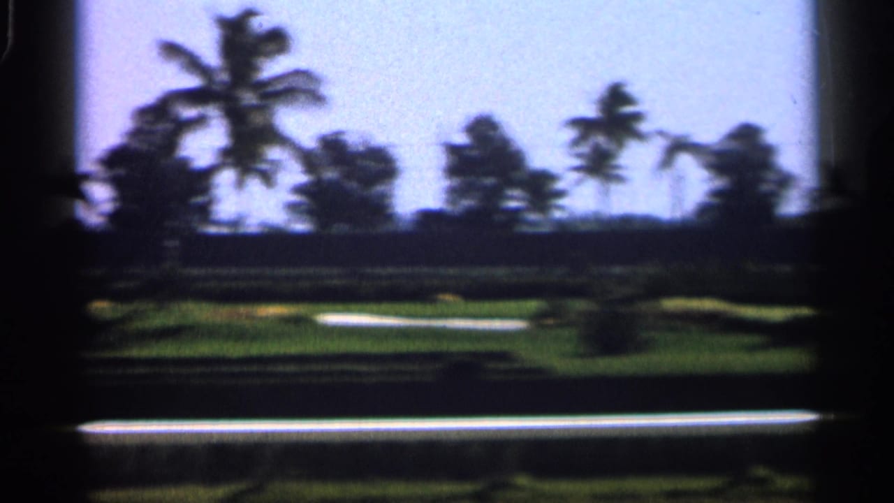 Palm trees and bright green landscape beyond a dark foreground frame.