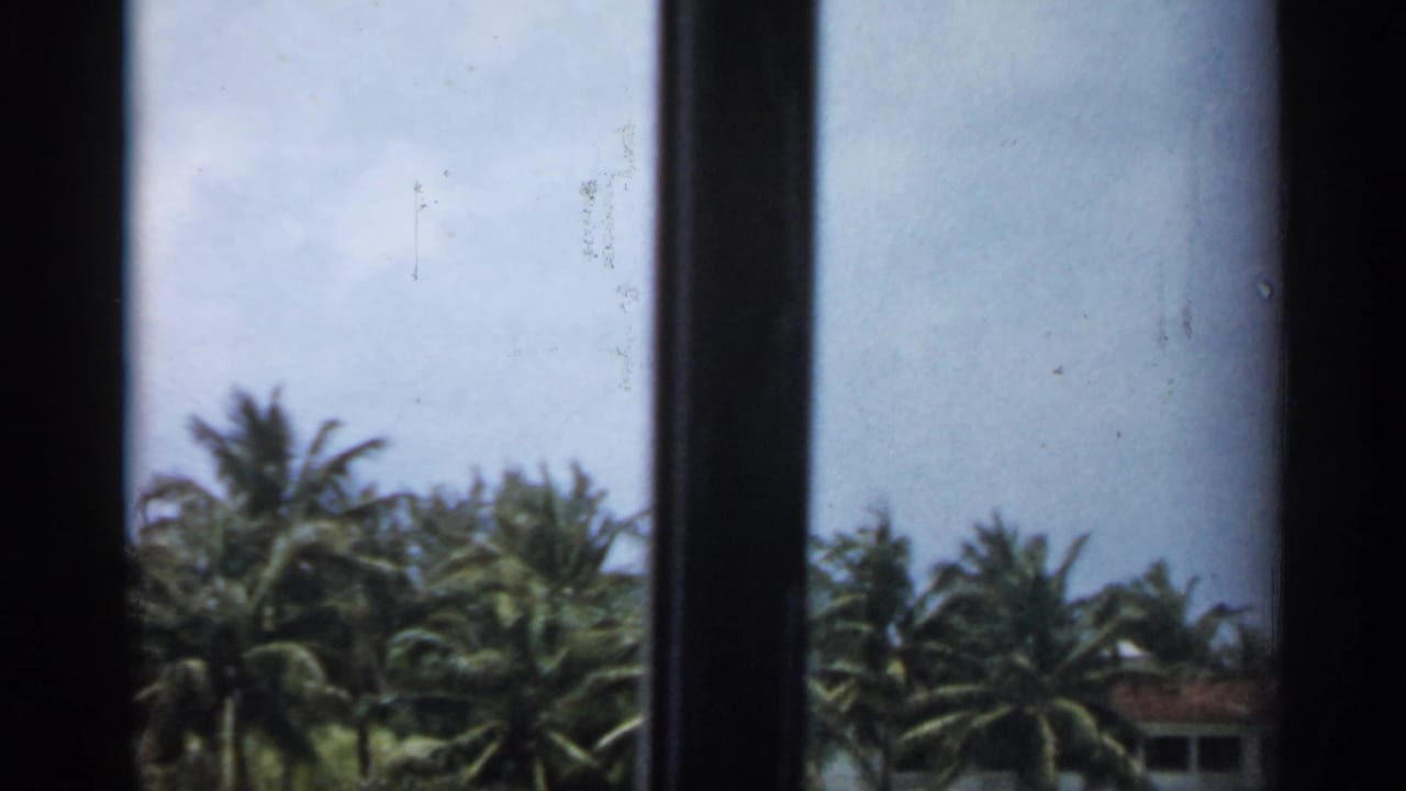 Palm trees and pale sky in Florida, divided by dark window mullions in a soft 8mm frame.