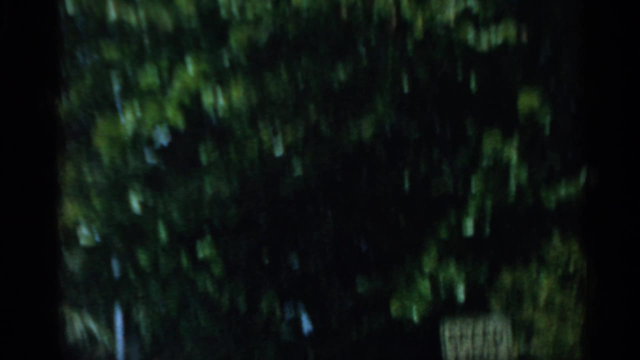 Dark, blurred roadside greenery and palm foliage seen from a moving vehicle.