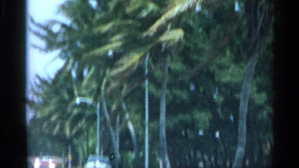 1958 Florida 8mm frame showing a palm-lined road edge, bright sky, and dense green vegetation from a moving car.