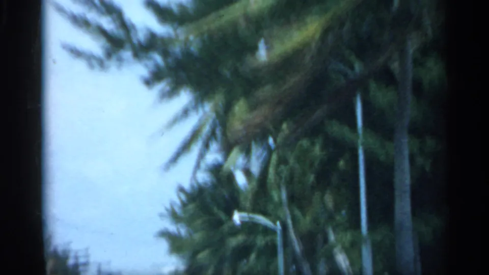 1958 Florida home-movie frame of tall palms and bright sky, softened by motion blur and dark film-scan borders.
