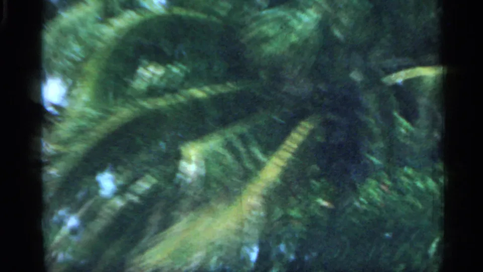 1958 Florida 8mm frame with blurred palm fronds and dense tropical greenery seen from a moving viewpoint.