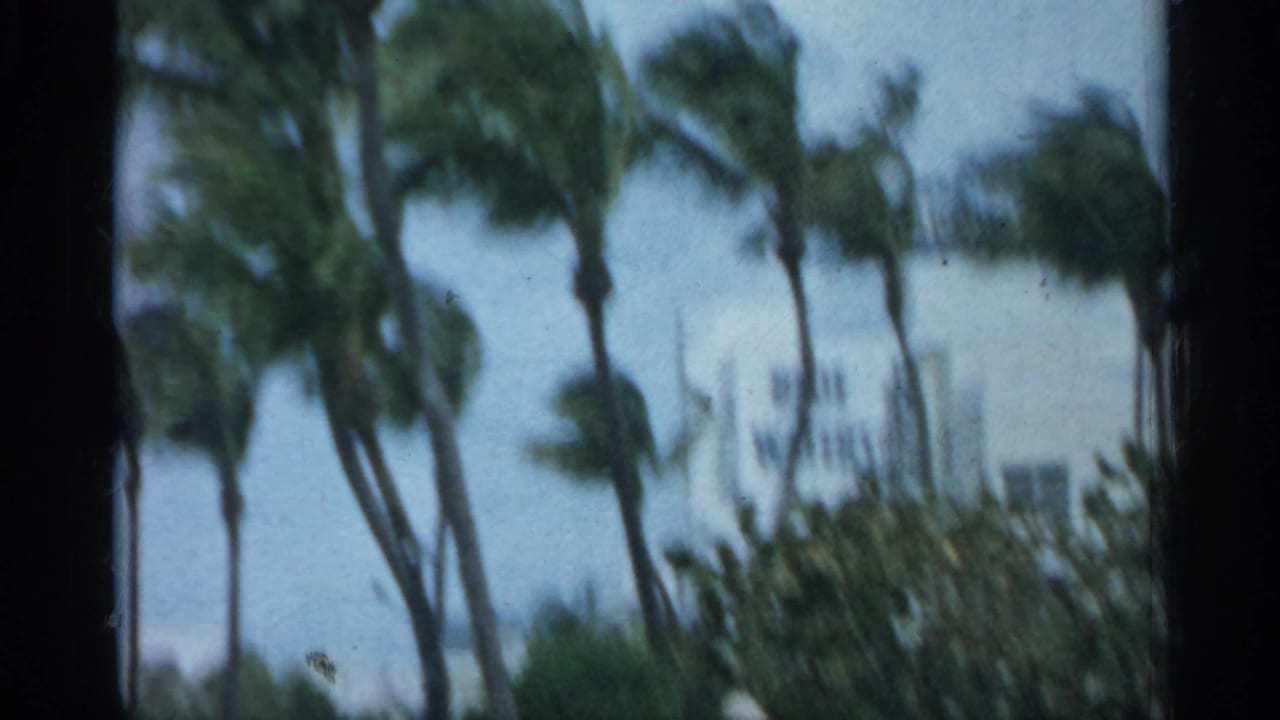1958 Florida 8mm frame showing wind-whipped palm trees, pale sky, low buildings, and soft roadside greenery.