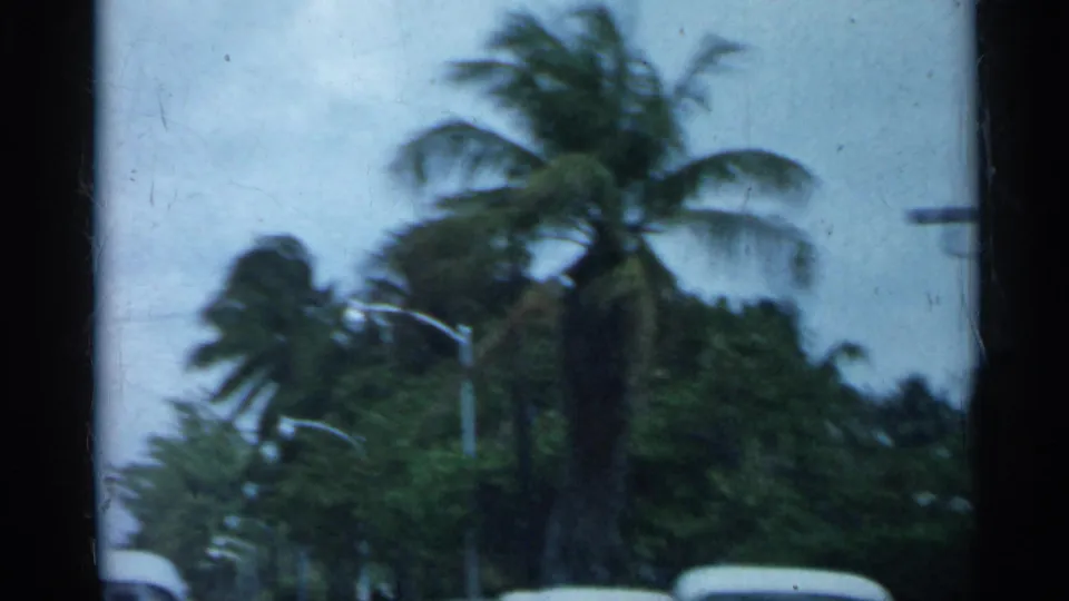 1958 Florida 8mm frame showing large palms, roadside greenery, and a pale sky during a windy moment.