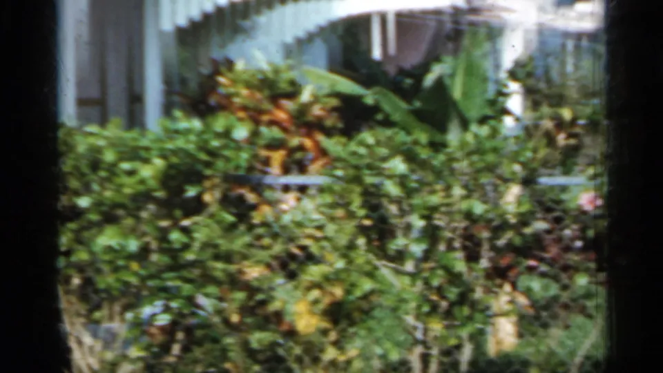 1958 Florida 8mm frame with dense tropical plantings and a light-colored building seen from a handheld viewpoint.