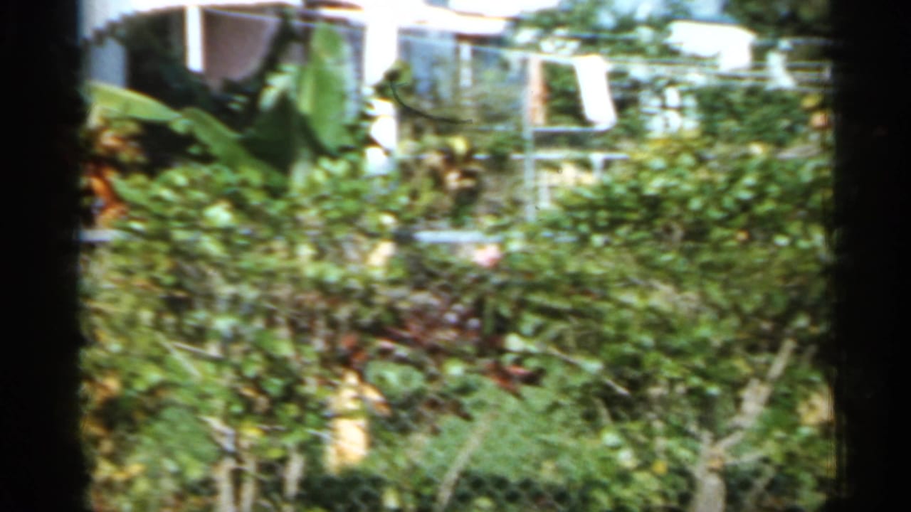 Leafy shrubs and small trees behind a chain-link fence in bright sun.