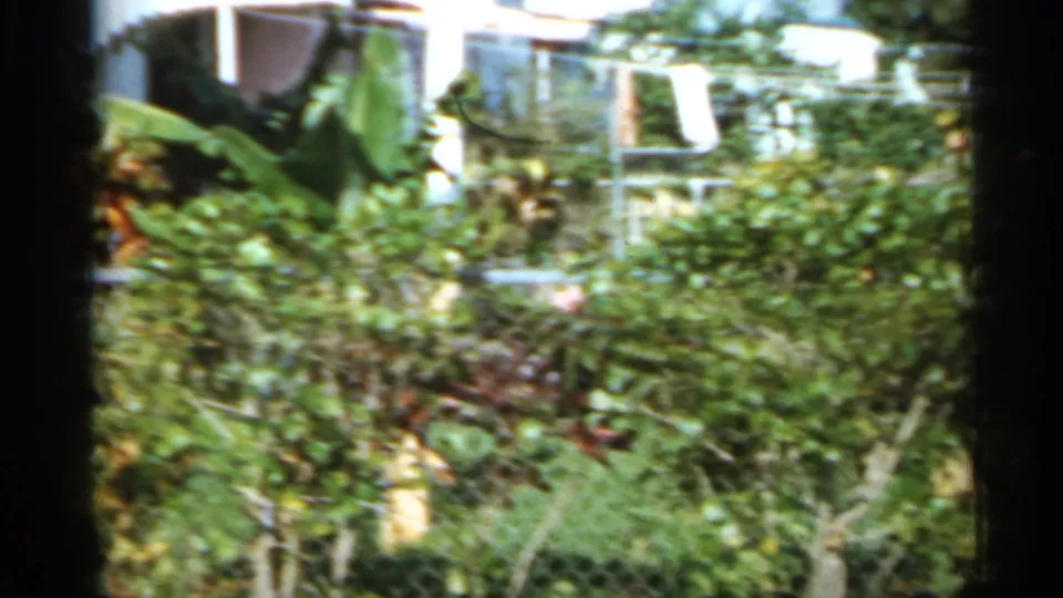 1958 Florida home-movie frame showing green shrubs, small trees, and a chain-link fence with partial house shapes beyond.