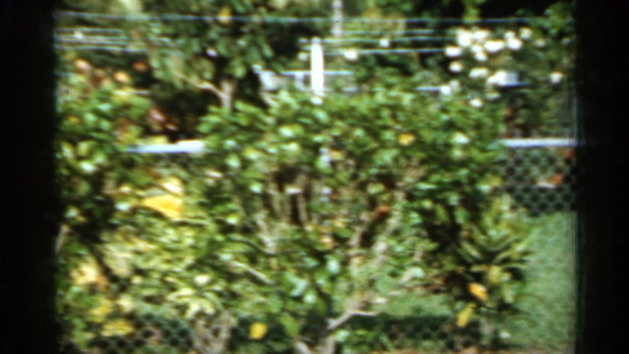 Dense green bushes and a chain-link fence with lawn behind them.