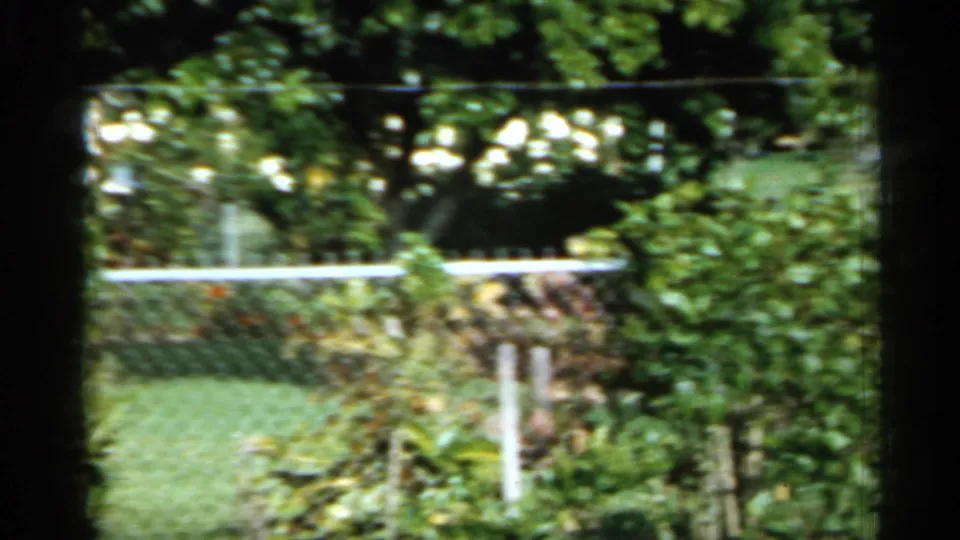 Soft 1958 Florida yard frame with green bushes, open grass, chain-link fencing, and shaded foliage near the lower edge.