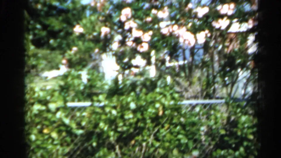 1958 Florida home-movie frame of white blossoms, green shrubs, chain-link fencing, and sunlit yard plants.