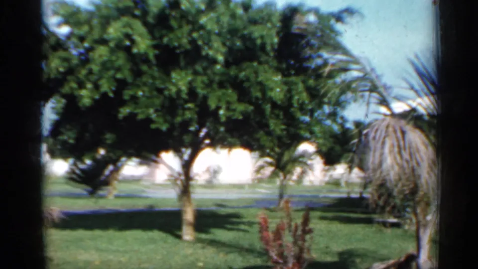 1958 Florida suburban yard view with a shade tree, palm, green lawn, white houses, and tropical vegetation.