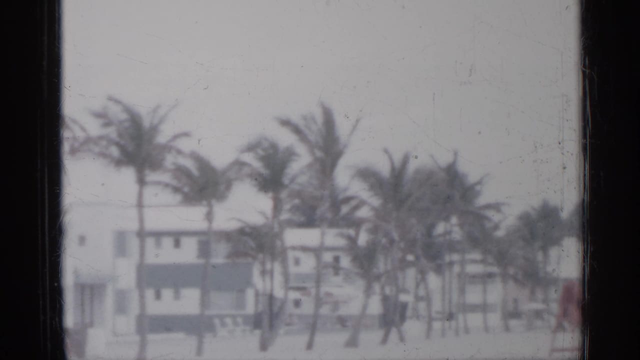 Windblown palm trees stand in front of low beach buildings in hazy weather.