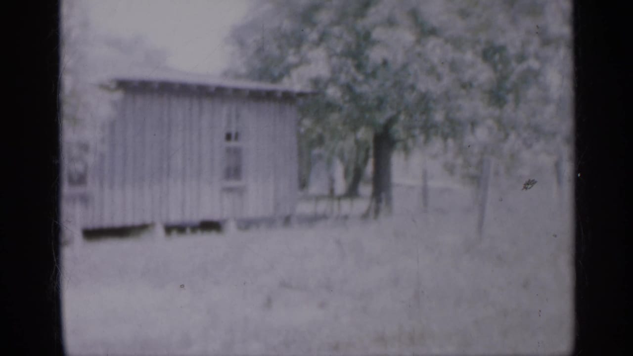 Small shed and trees in a pale yard, seen in soft 8mm focus.