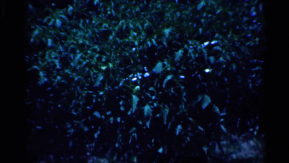 Dark 8mm frame of dense leafy vegetation, likely an exterior cutaway from the same home-movie reel.