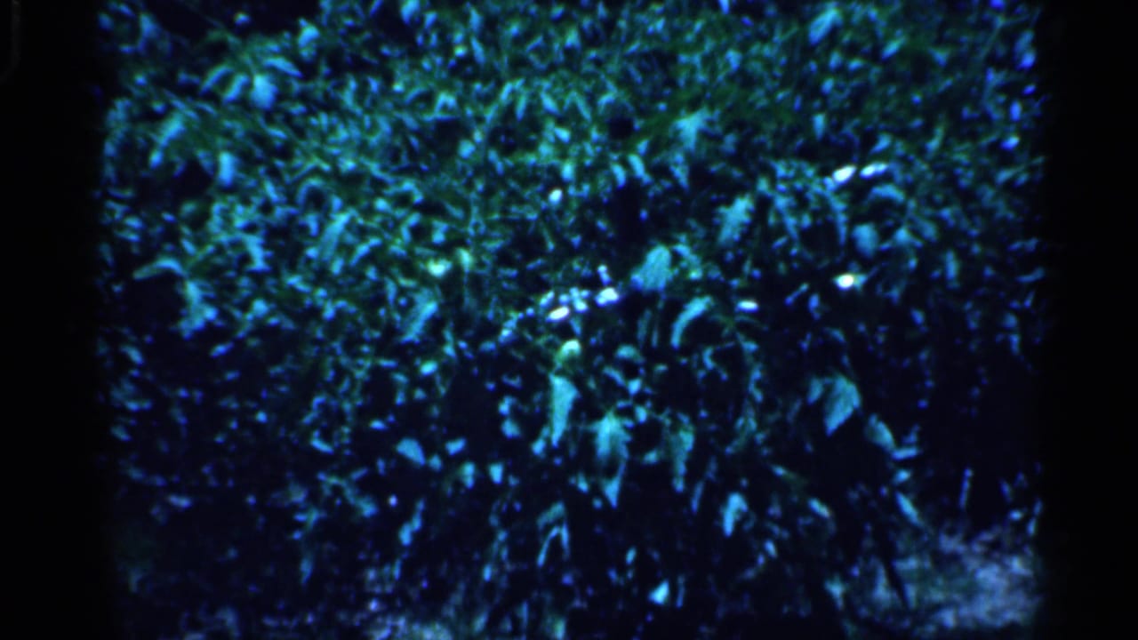1958 New Jersey 8mm frame showing dense sunlit garden foliage with deep shadows and blue-green color shift.