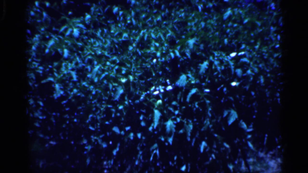 Close view of dense foliage with bright highlights and a dark vertical shadow.