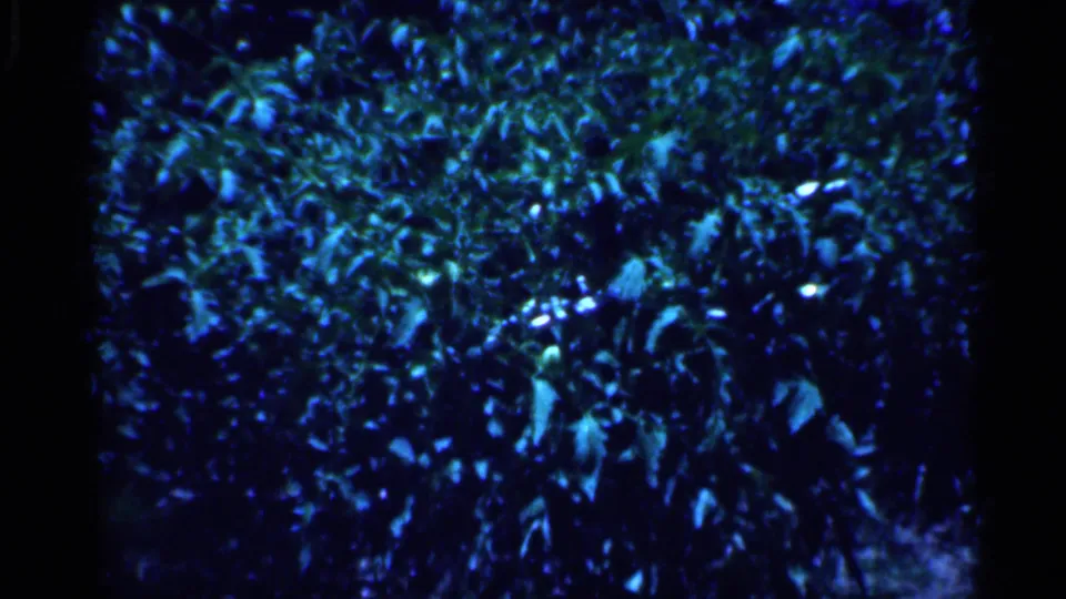 1958 New Jersey home-movie frame of garden greenery, with bright leaf highlights and a dark central shadow.
