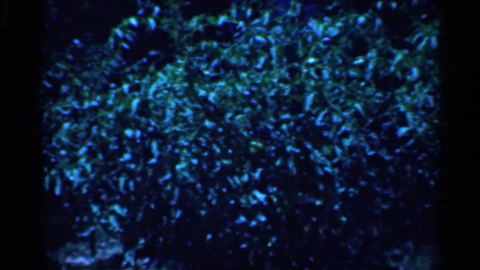 1958 New Jersey home-movie frame of leafy garden growth, with mottled sunlight and strong blue-green film color.