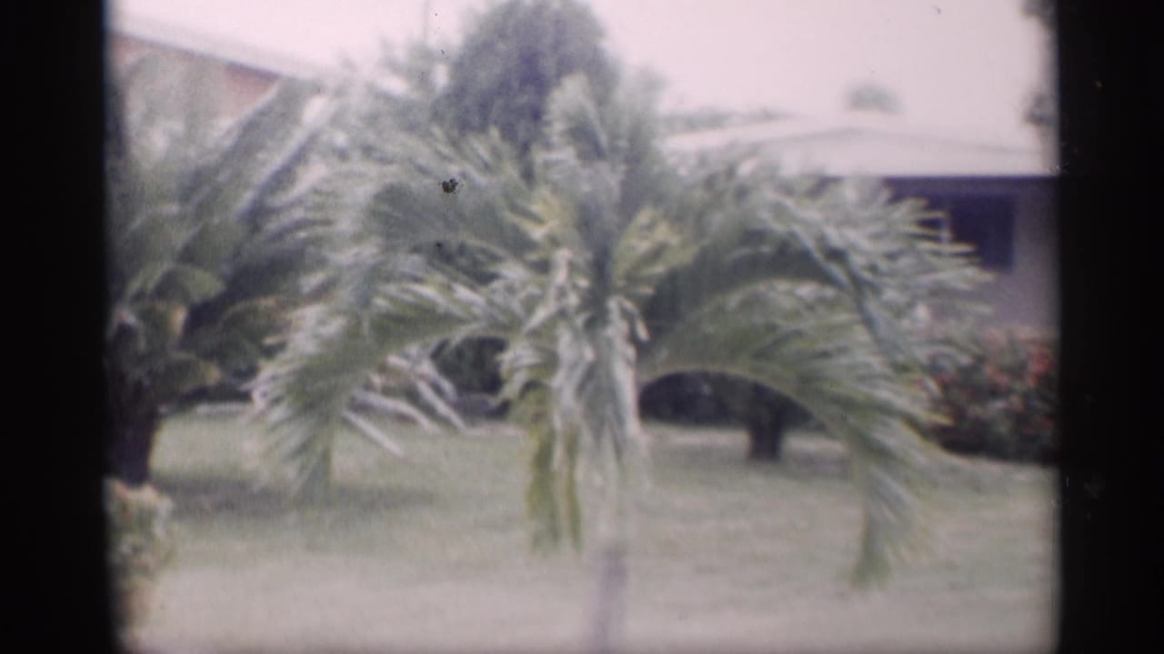Small palm tree on a lawn in front of a low residential house and shrubs.