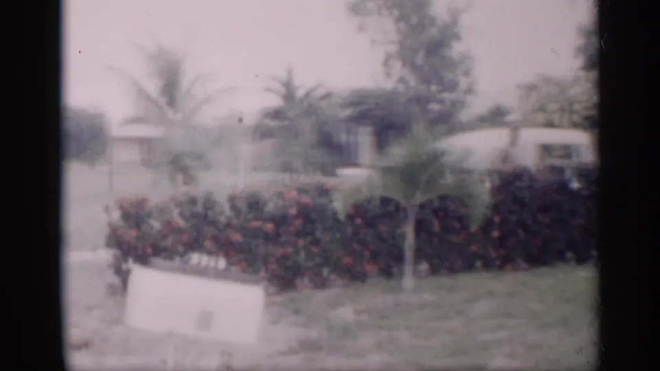 1959 California neighborhood yard with red flowering hedge, small palms, lawn, path or driveway, and residential houses beyond.