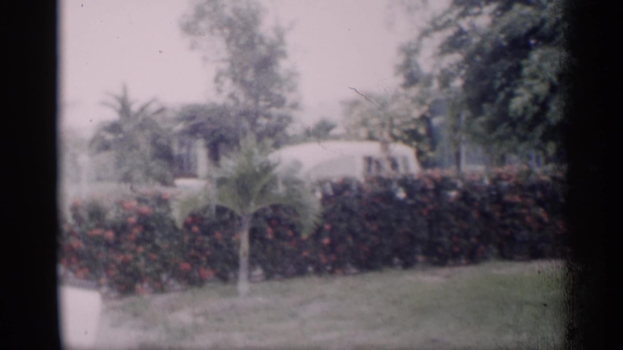 Soft 8mm view of a suburban lawn, palm, hedge, trees, and a light-colored structure beyond.