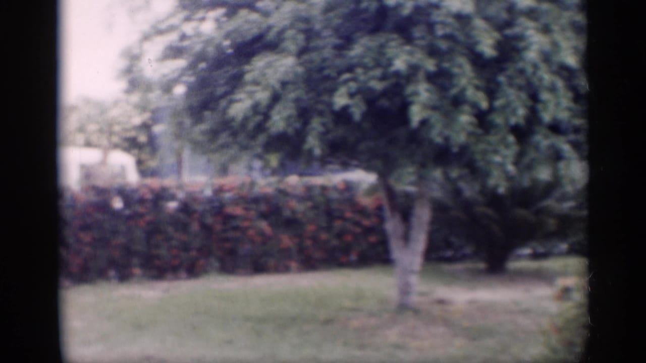 Lawn and flowering hedge with a mature tree in the foreground and a pale vehicle or structure beyond.