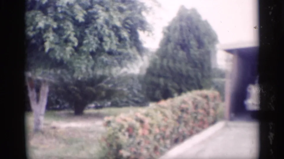 1959 California home-movie frame showing a front yard, tree, flowering hedge, driveway edge, and partial house exterior.