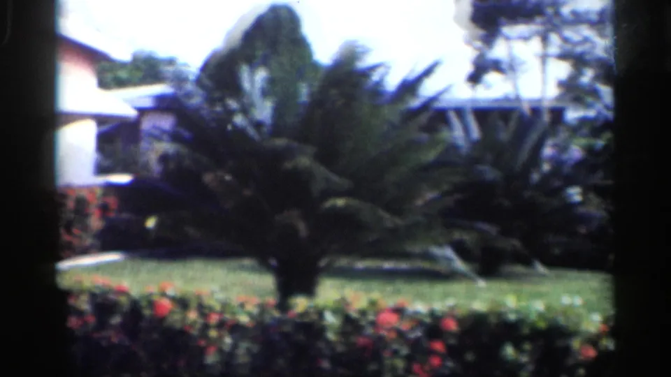 1959 California 8mm view of a front yard with a palm-like plant, red rose hedges, green lawn, and the house partly visible at left.