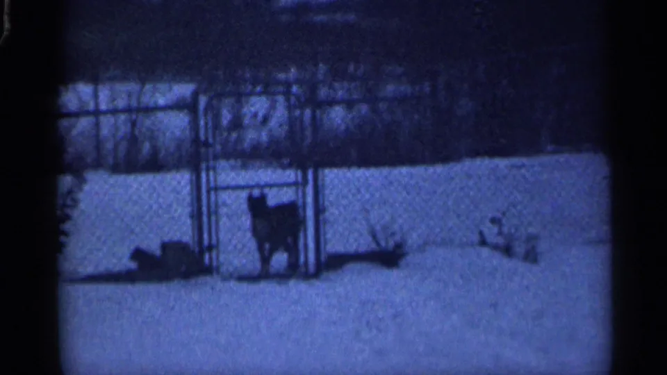 1959 California home-movie frame of a dog standing in snow near a chain-link fence in a private yard.