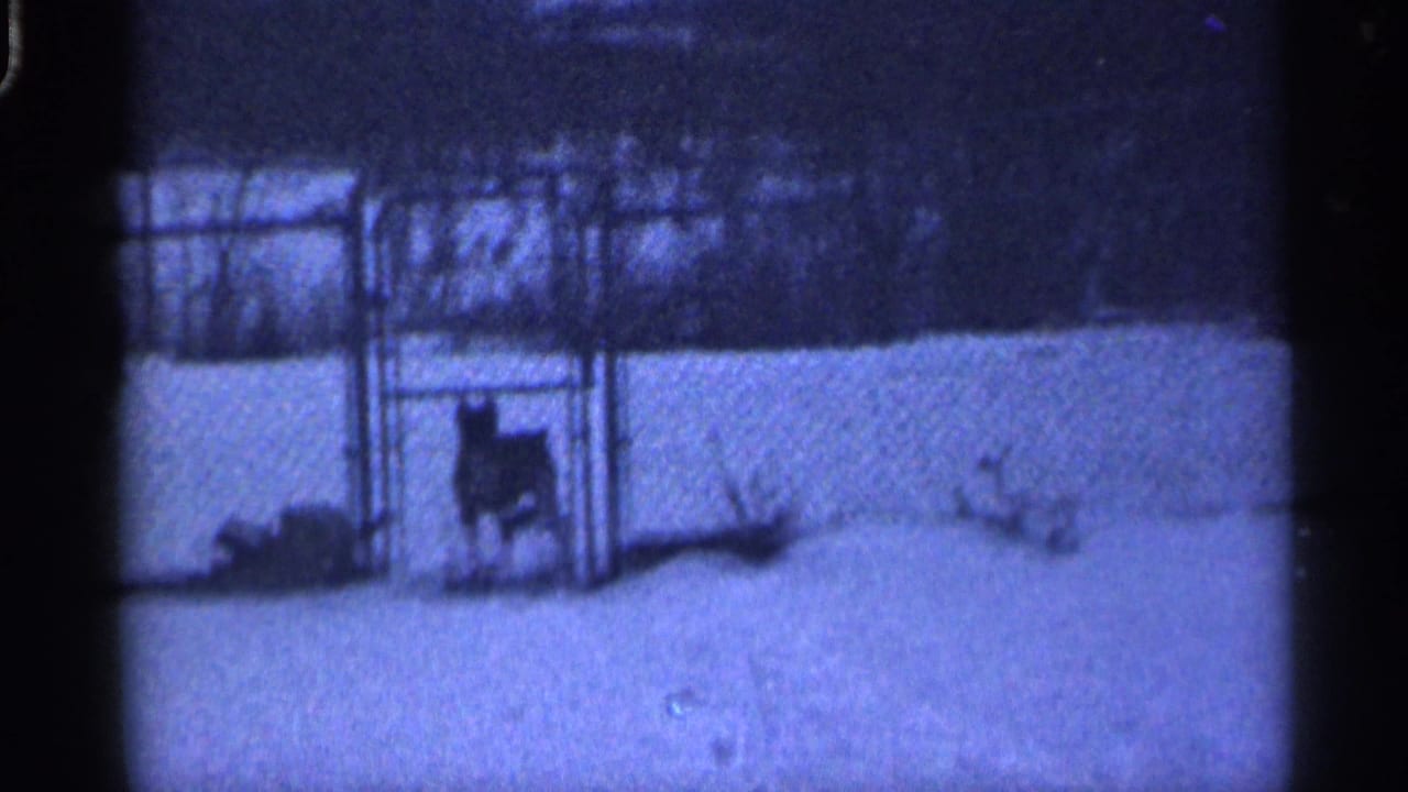 1959 California 8mm frame showing a dark dog in a metal backyard enclosure surrounded by snow and winter trees.
