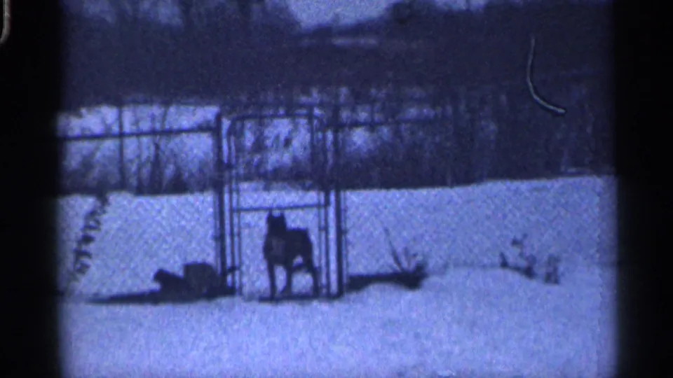 1959 California home-movie frame of a dog standing in a snowy metal pen, with a fence and bare shrubs behind.