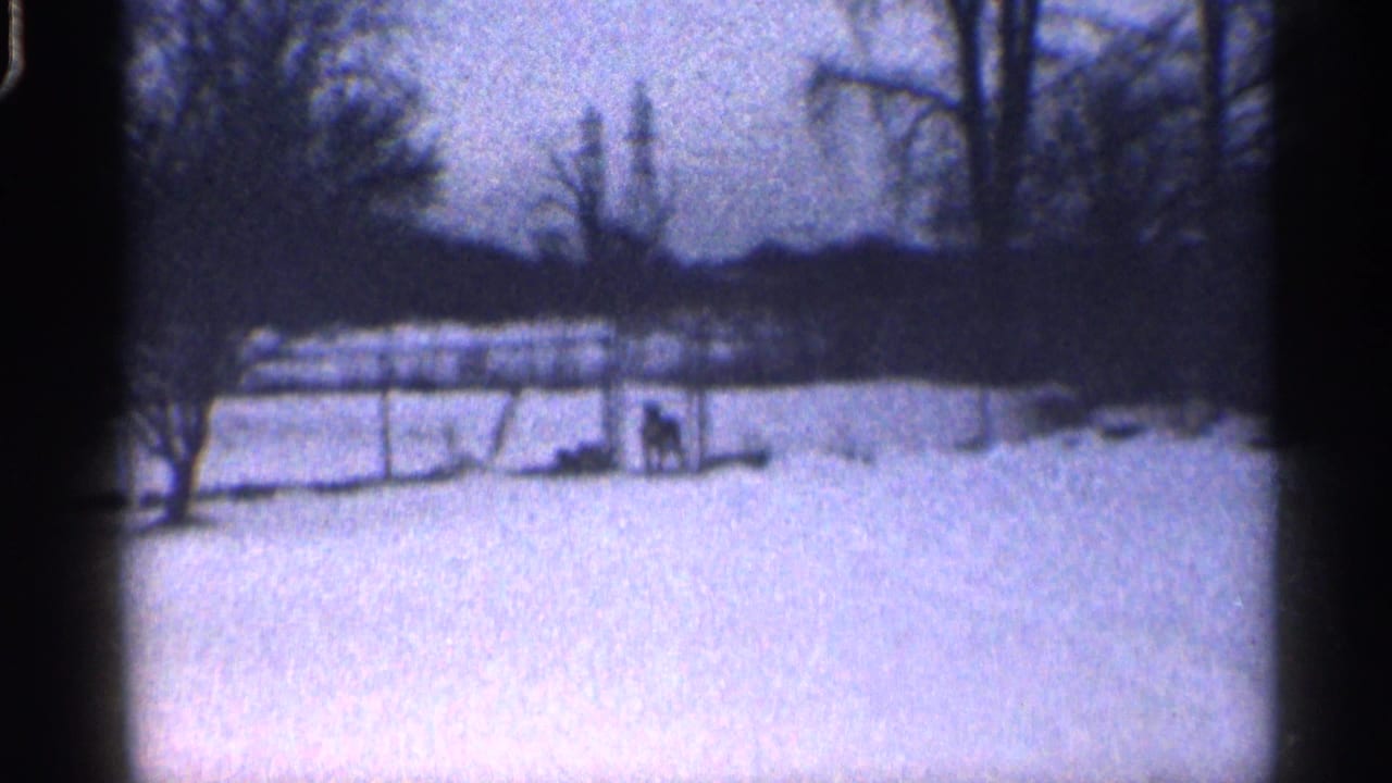 Snowy fenced yard with two small dark dogs in the distance.