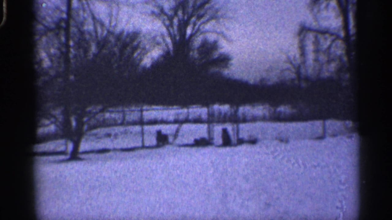 Wide snowy backyard with dogs near a fence and bare trees beyond.