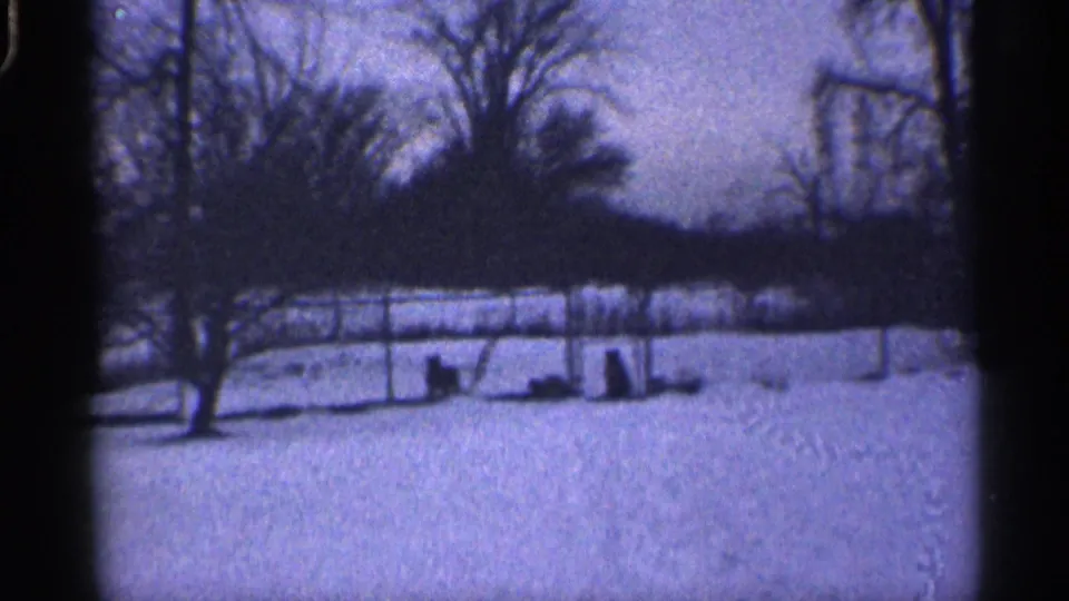 Wide 8mm view of a snowy California backyard with two dogs near a chain-link fence and leafless trees in the background.