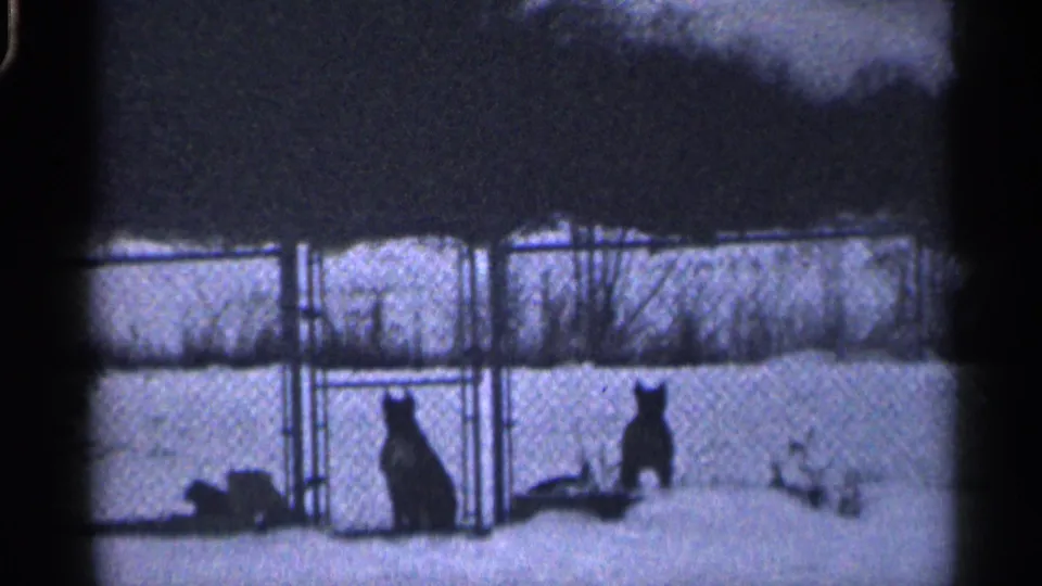 Closer 1959 California home-movie frame of two dark dogs standing alert behind a chain-link fence in a snowy backyard.